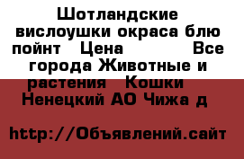Шотландские вислоушки окраса блю пойнт › Цена ­ 4 000 - Все города Животные и растения » Кошки   . Ненецкий АО,Чижа д.